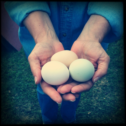 Fresh eggs from hens Fiona, Molly and Mona, on Cape Cod.