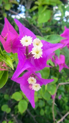 Lila Blüten auf den Seychellen