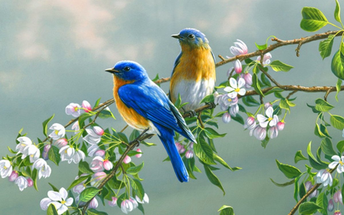 Рисунок двух птиц сидит на ветке - клипарт в векторном формате