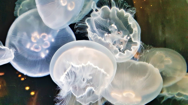 Jellyfish exude serenity at the Shaw Centre for the Salish Sea... Jellyfish exude serenity at the Shaw Centre for the Salish Sea...