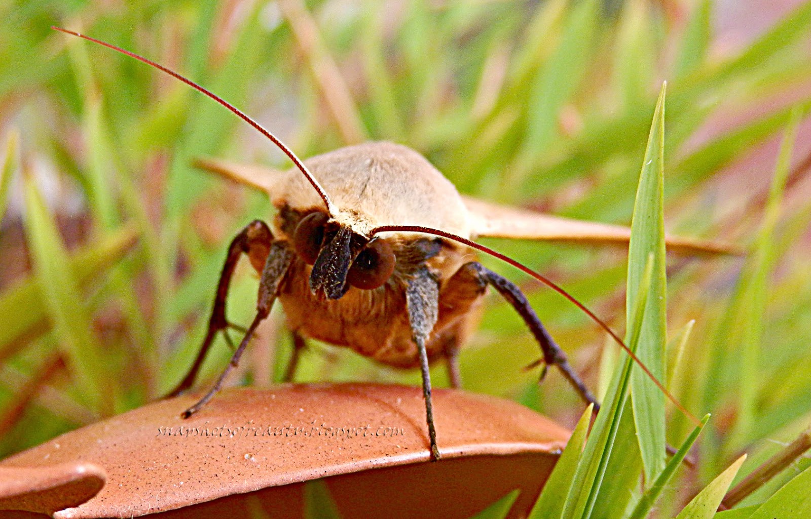 Snapshots of Beauty "CHOCKS AWAY, GINGER!!!"