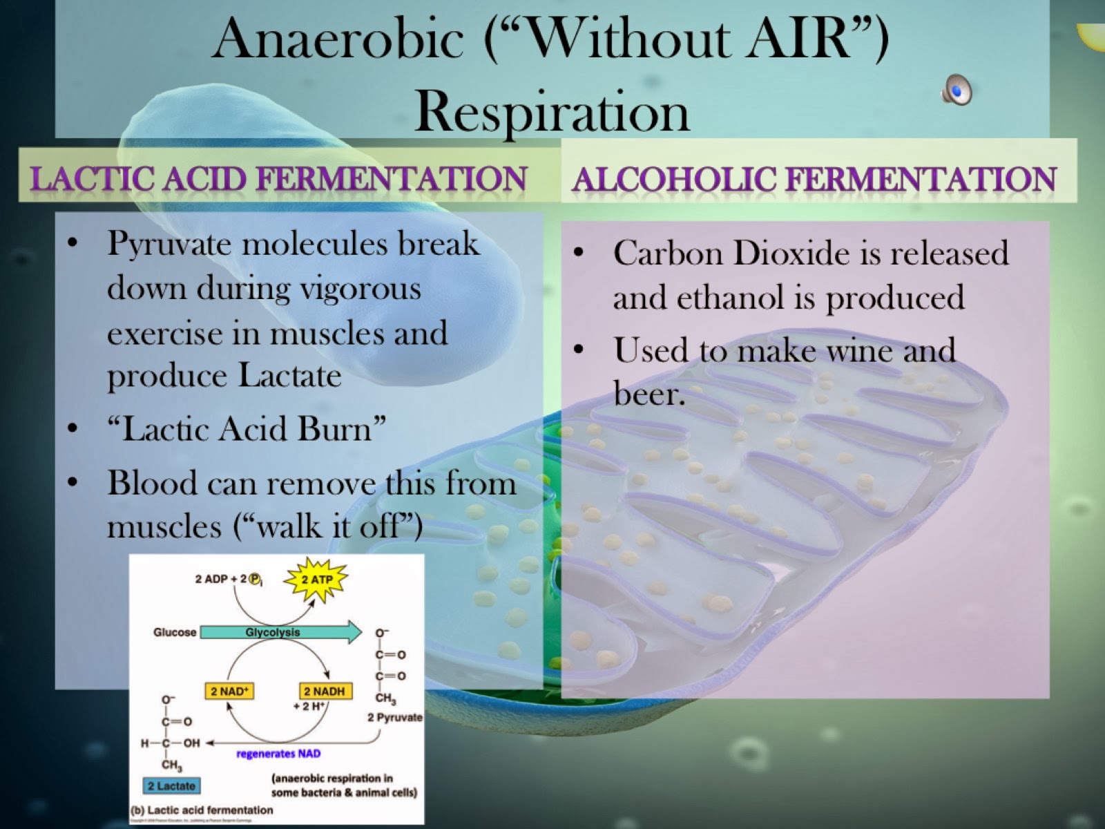 EC Honors Biology Cellular Respiration Intro