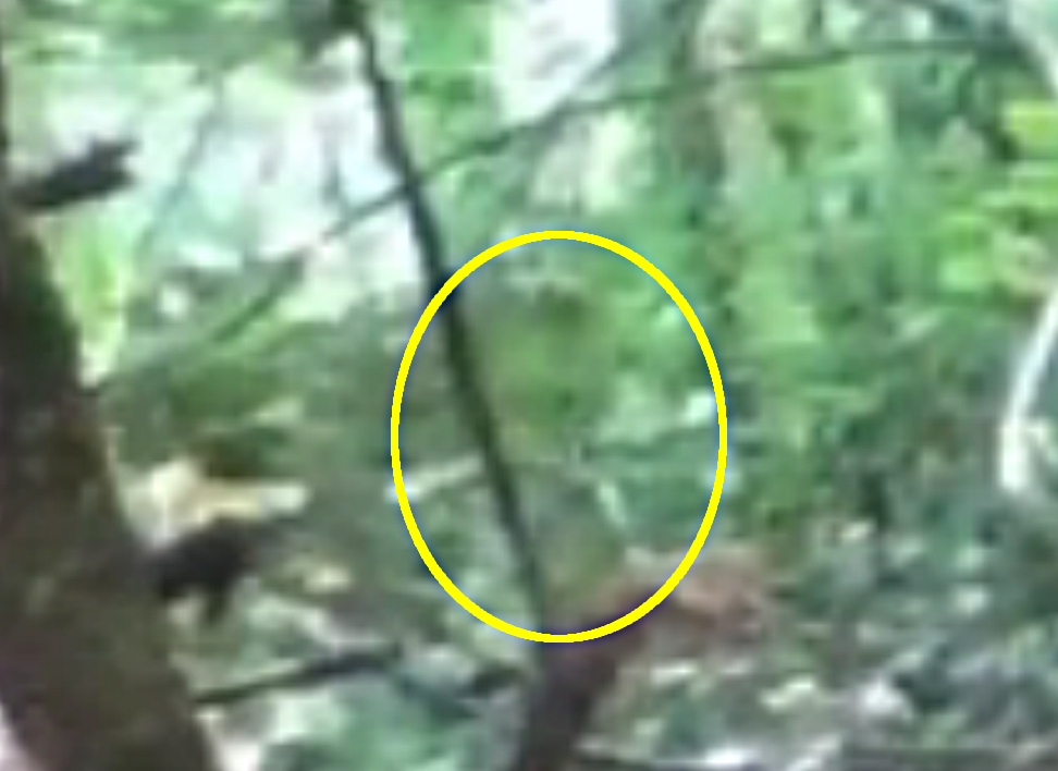 Bigfoot cloaking on video