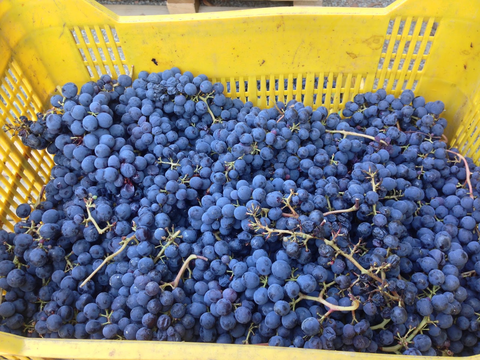 natural yeast on grapes