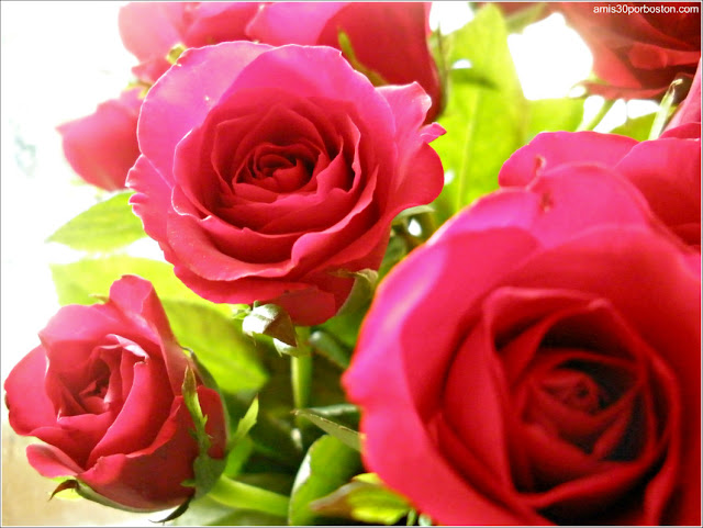 Rosas Regalo de San Valentín Rosas Regalo de San Valentín