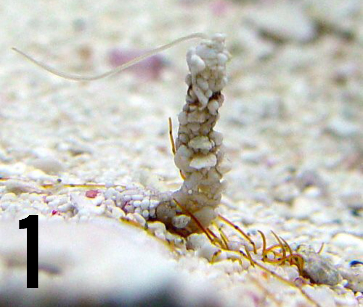 Distintas Plagas Spionido