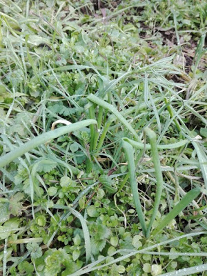 Gennaio nell'orto di Elle e Alli: cipolle Gennaio nell'orto di Elle e Alli: cipolle