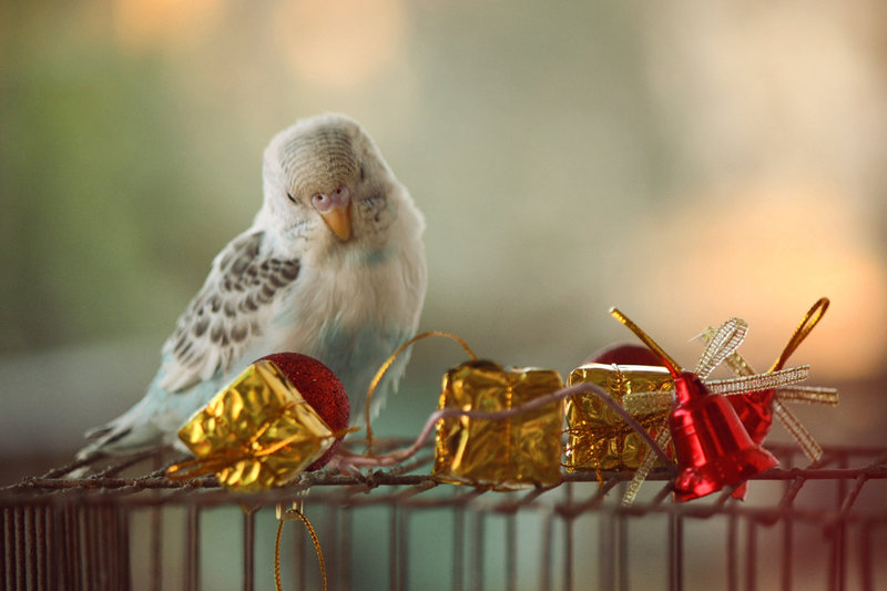 Budgies are Awesome Does a budgie make a good Christmas present?