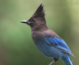 Birds: Steller's Jay