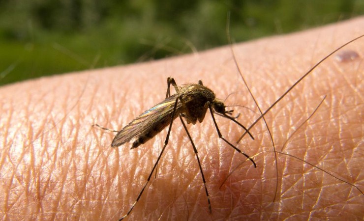 Obat tradisional malaria
