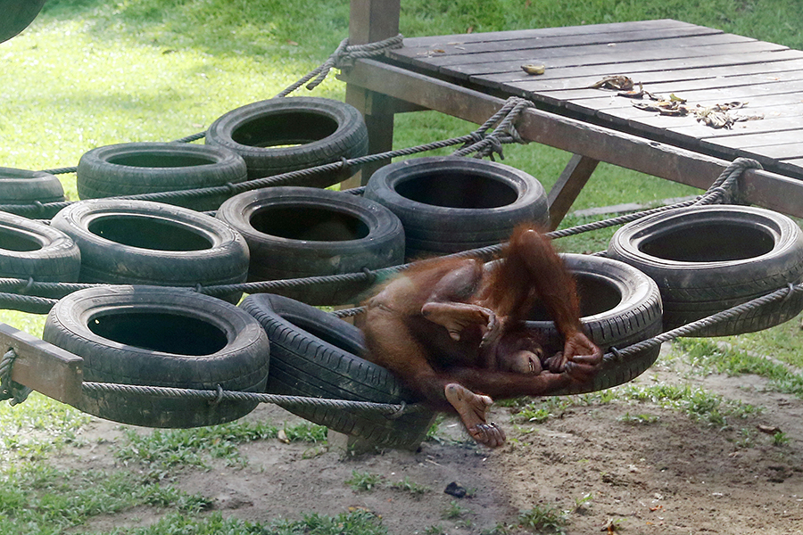 Sabah, Malaysia: An up close and personal encounter with an orangutan in its natural habitat at Sepilok Orangutan Rehabilitation Centre.