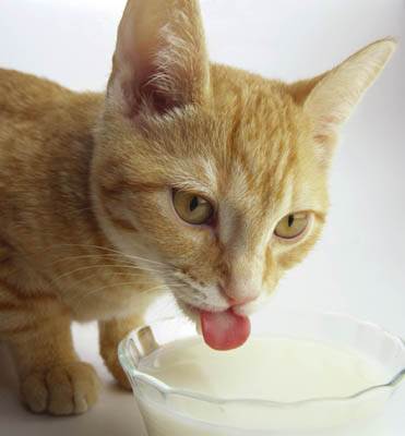 Pet Medicine Alberta: Risky Mistakes Pet Owners Make Part 2