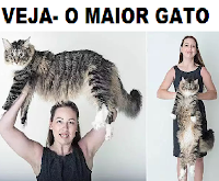  osmaiorespelomundo.com.br/o-maior-gato-do-mundo