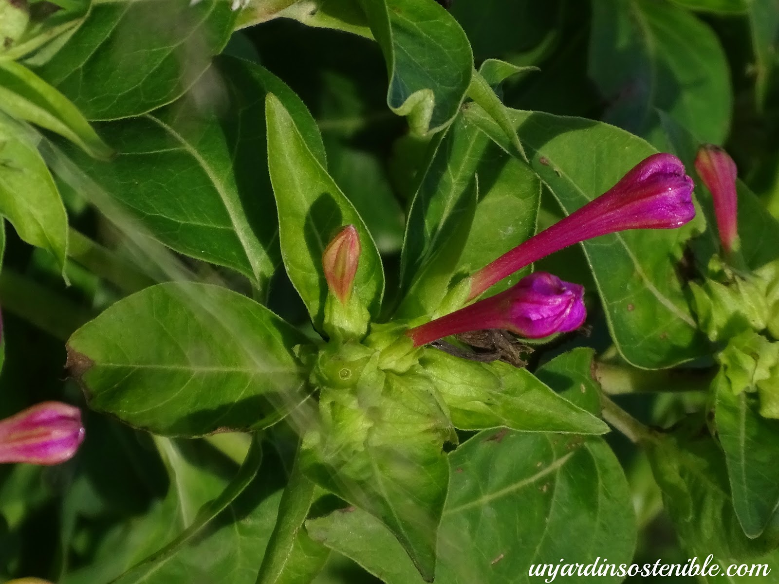Mirabilis jalapa (Don Diego de noche, Don