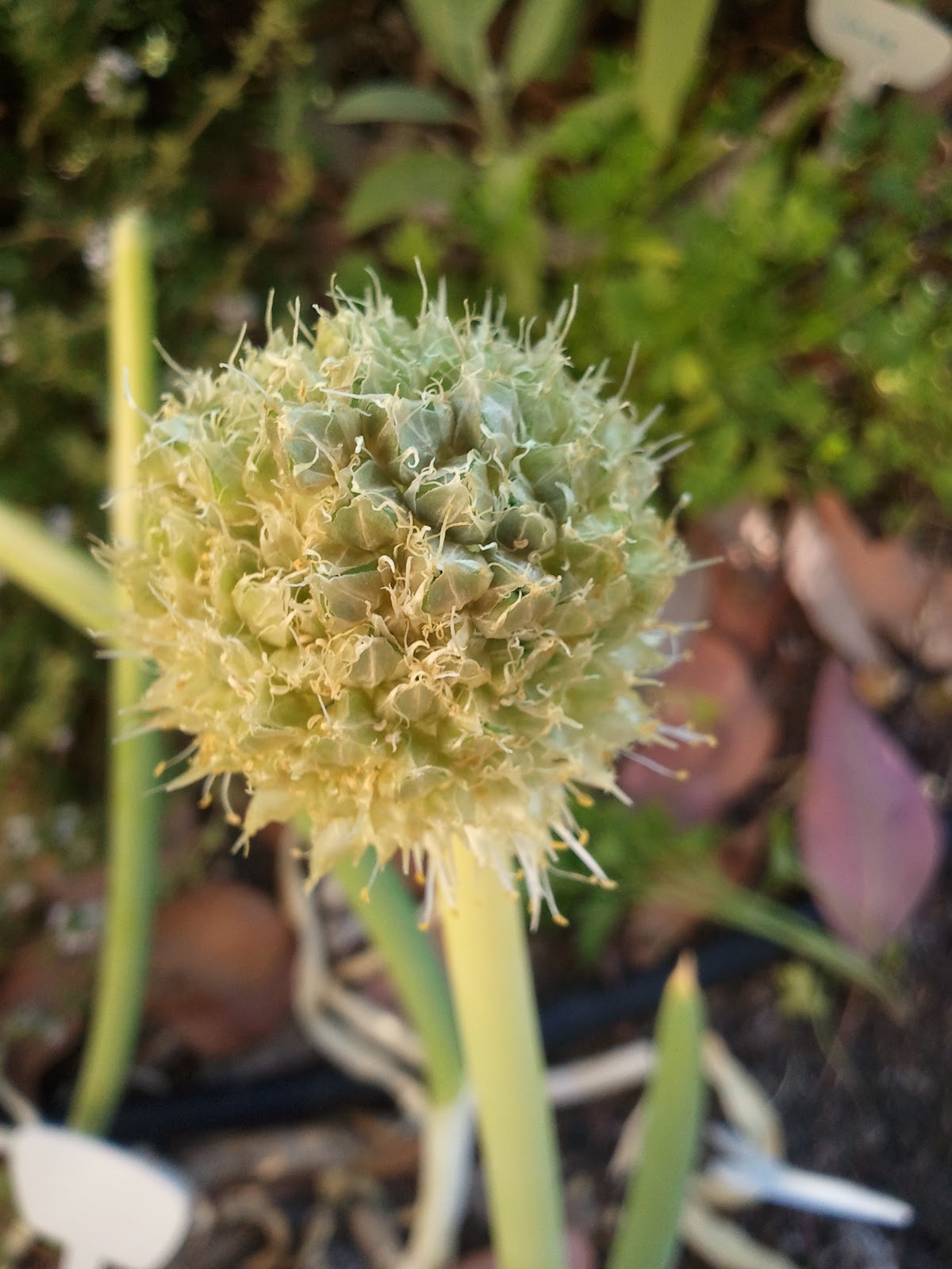 Apt Garden Harvesting Scallion or Green Onion Seeds