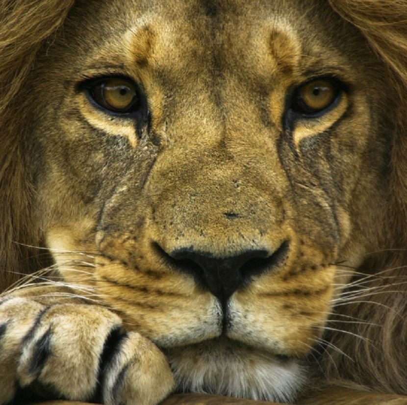 HD Wallpapers and Backgrounds of animals and pets: Foxes, Horses, Tiger, Dogs, Cats, Squirrels, Rabits and Others