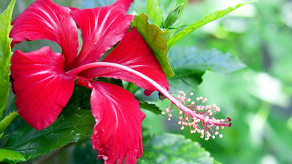 Lirik Lagu Bunga Maaf yang Mengharukan dan Penuh Makna