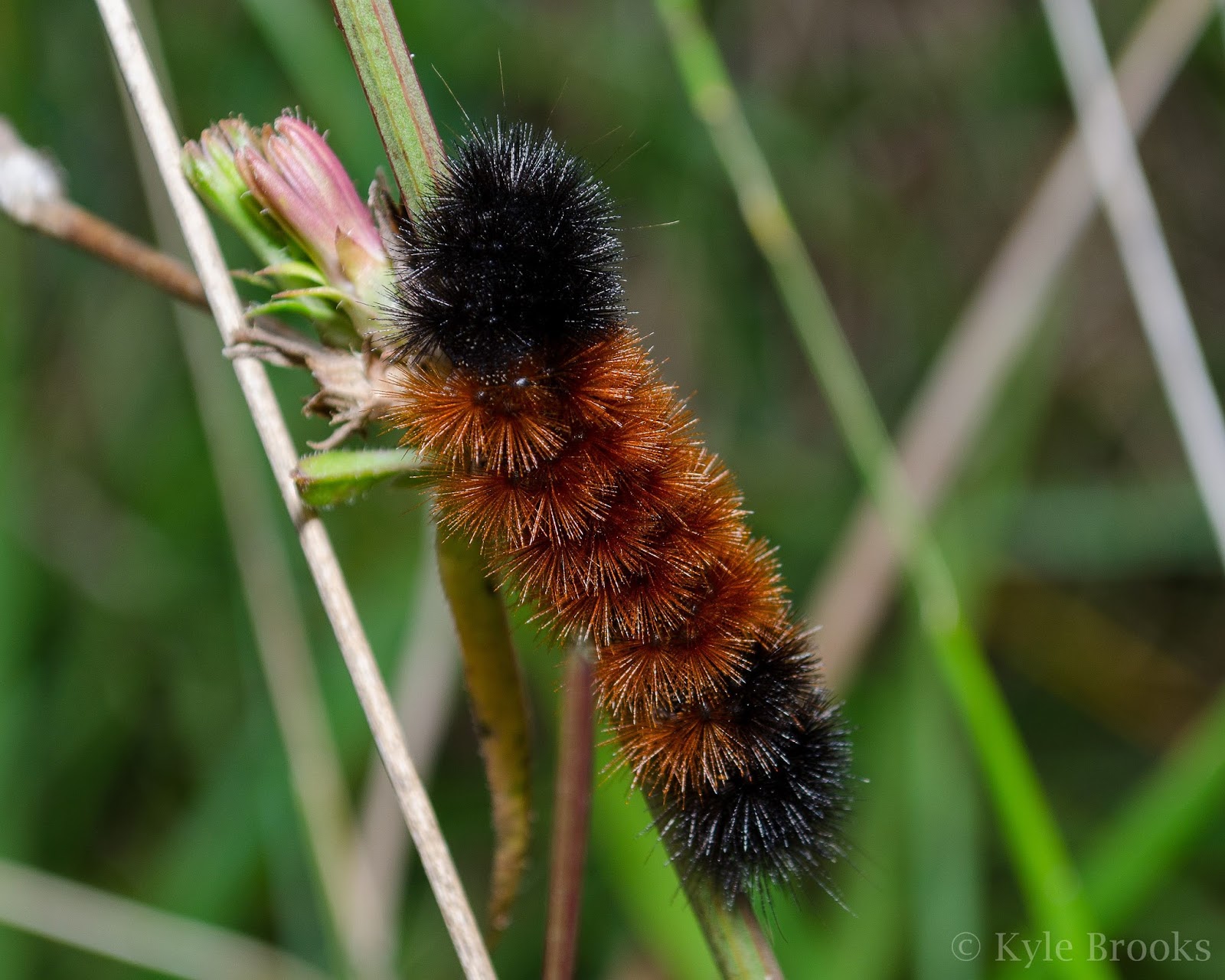 On the Subject of Nature Caterpillars of the Fuzzy Variety