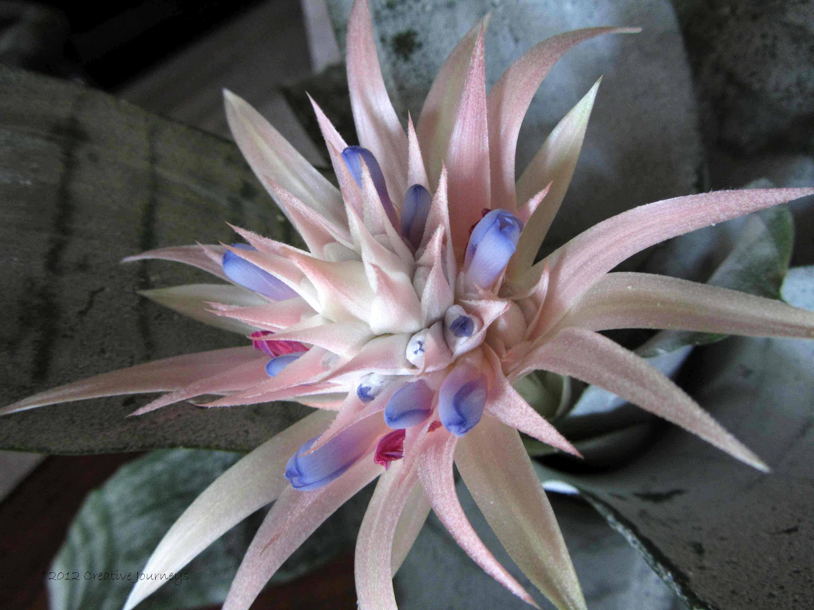 Creative Journeys Silver Vase Bromeliad simply stunning
