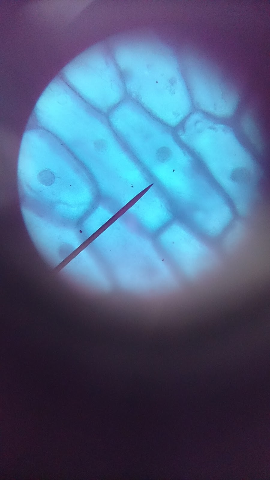 LAPORAN PENGAMATAN SEL BAWANG, SEL BATANG SINGKONG DAN SEL EPITEL EF