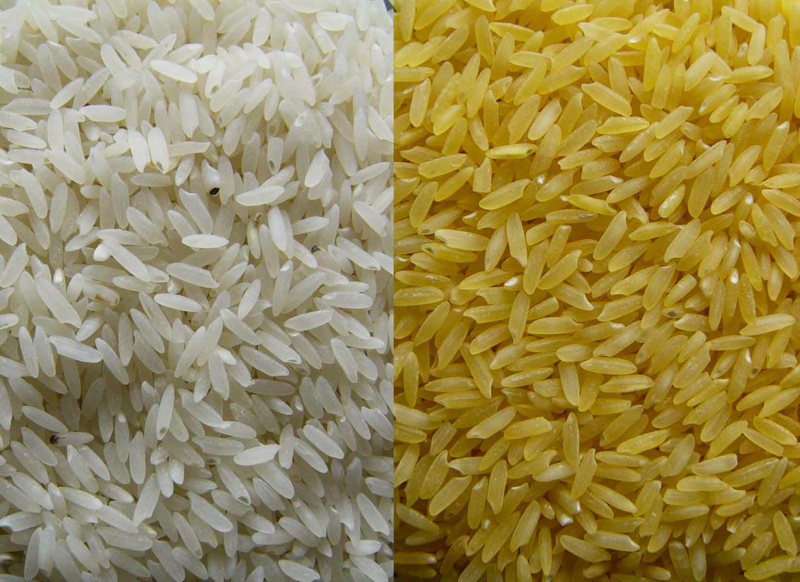 El "arroz dorado" es un ejemplo de transgénico con uso humanitario