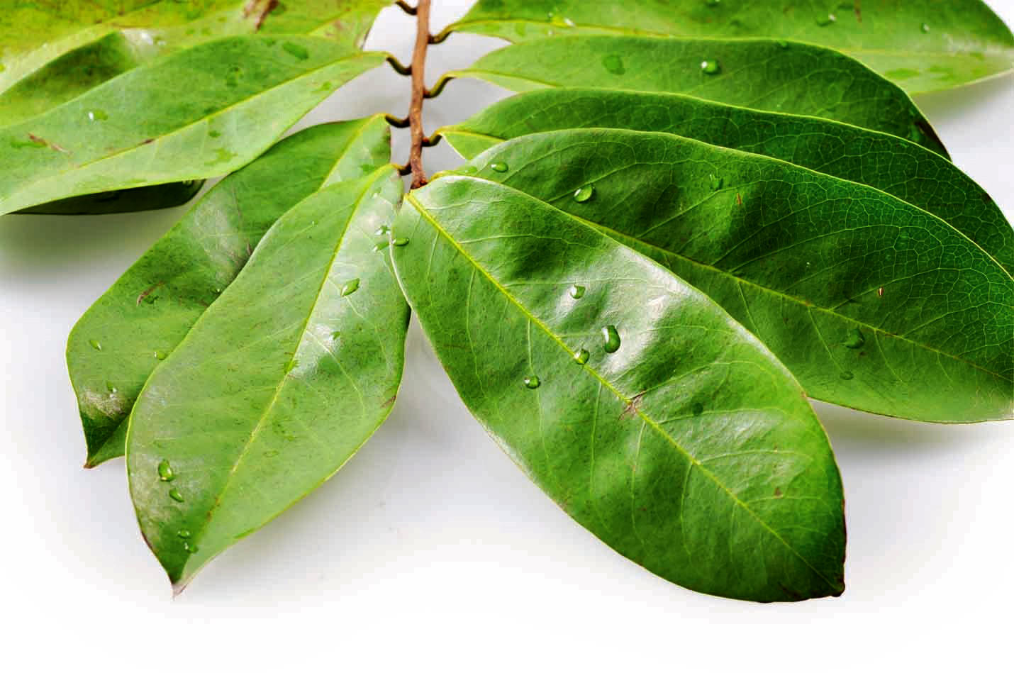 Manfaat Daun Sirsak untuk Kesehatan dan Kecantikan Manfaat Daun Sirsak untuk Kesehatan dan Kecantikan