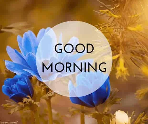 good morning with blue roses