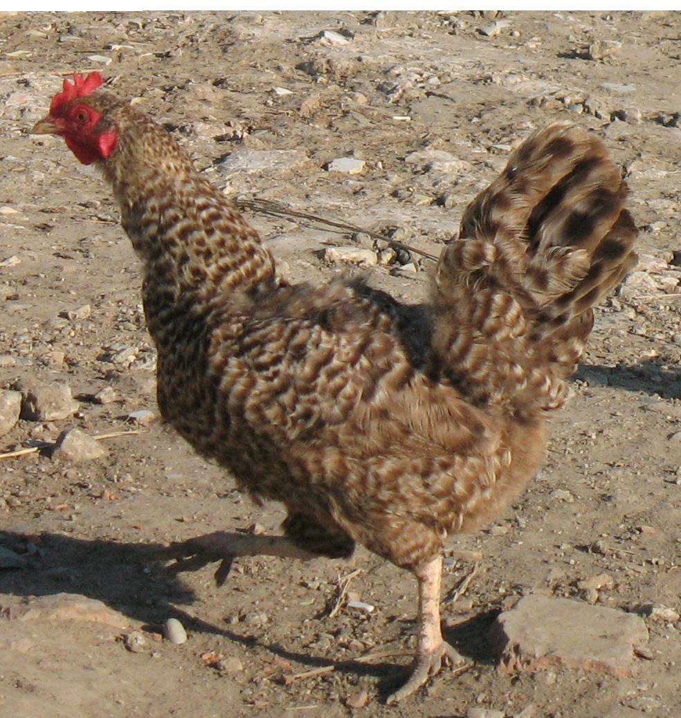 Gray Hen