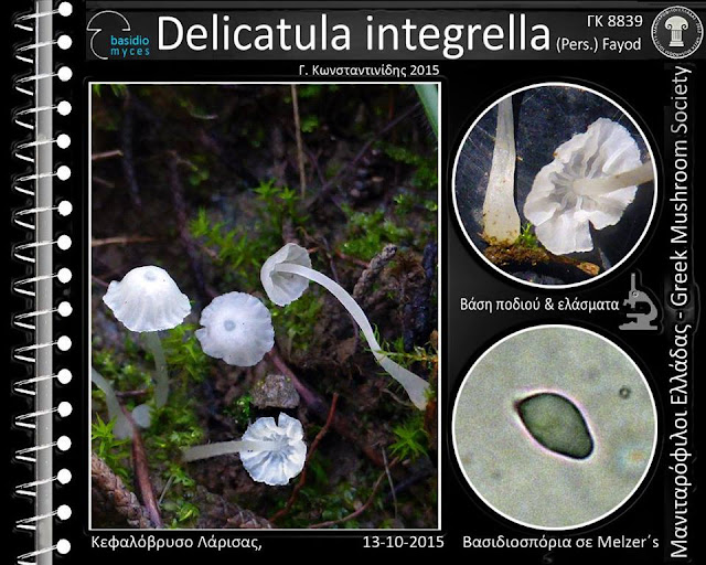 Delicatula integrella (Pers.) Fayod