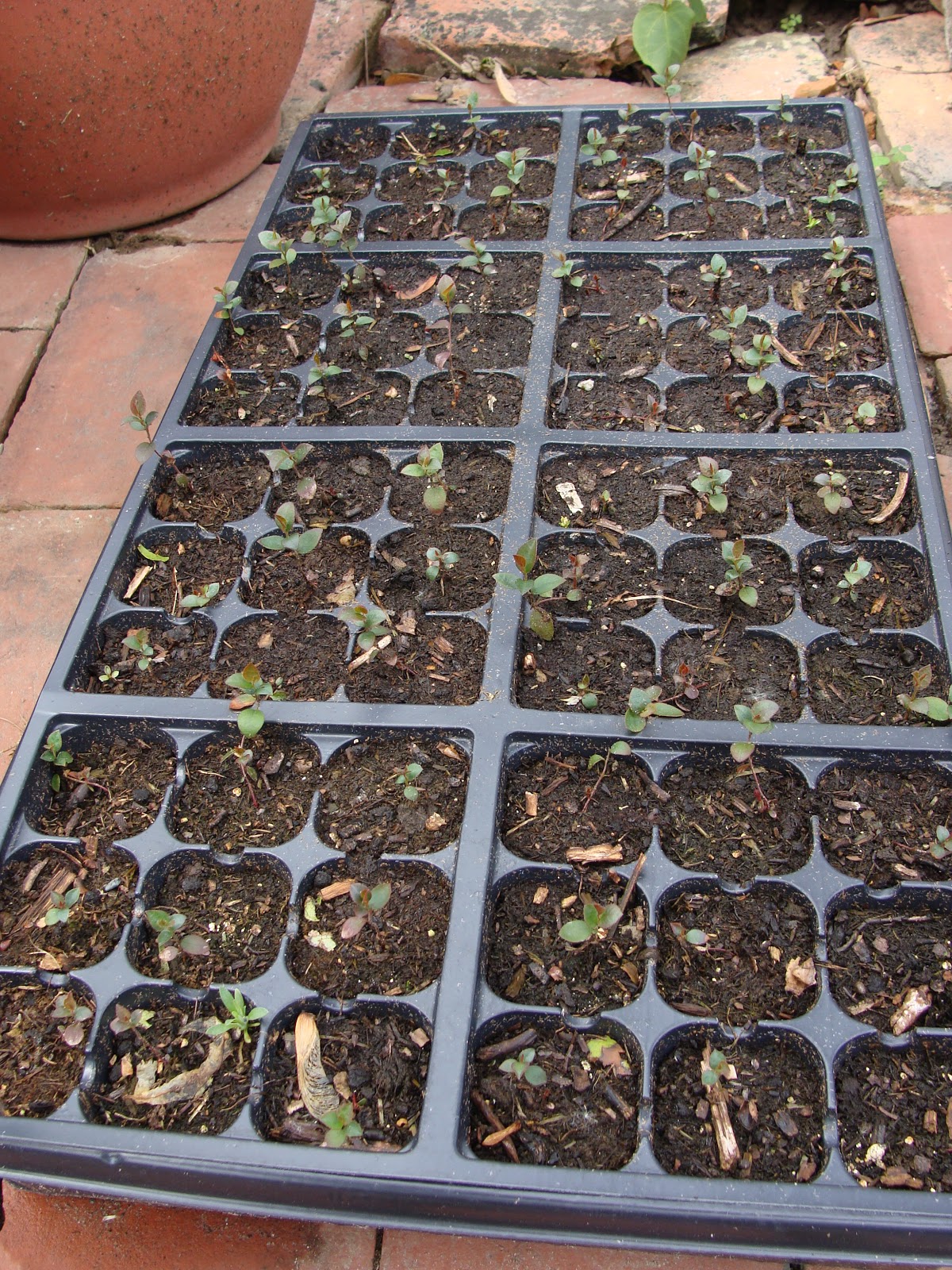 Steve's garden: Over-view of blueberries