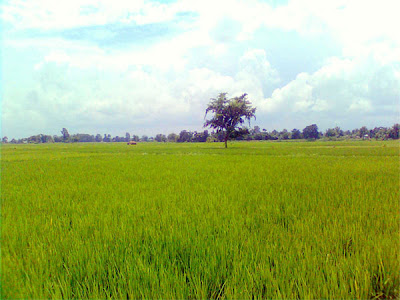 Paddy fields and the Sky