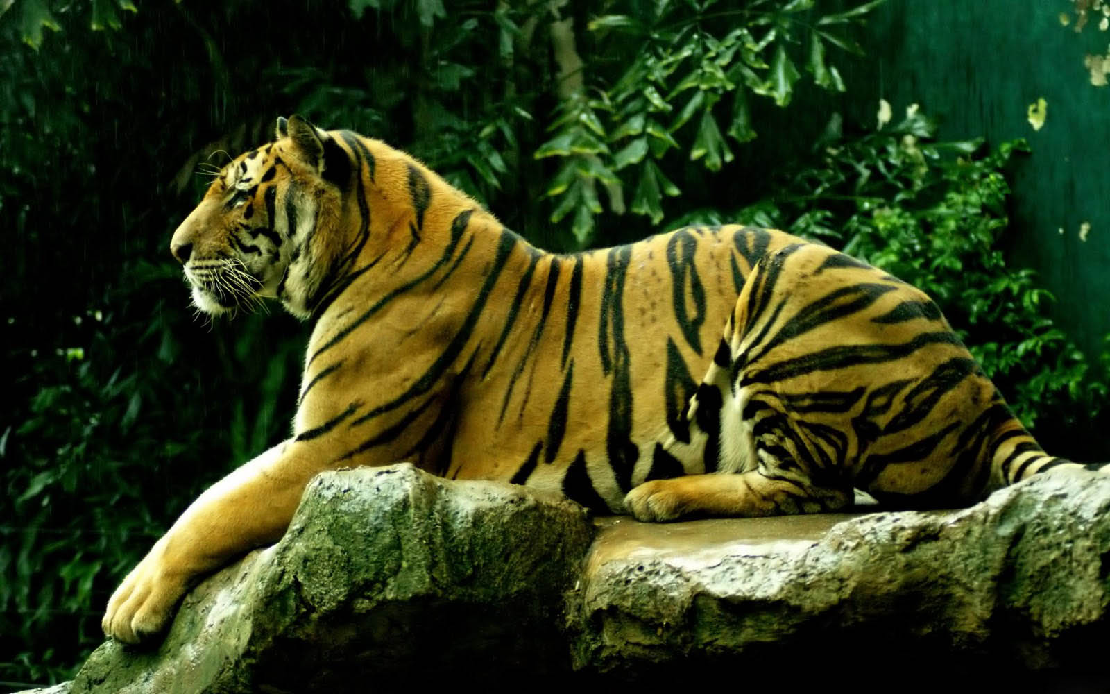 Gambar Wallpaper Gambar Harimau Berukuran Besar Foto Terbaru ...