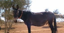 Caballos y burras cruzados