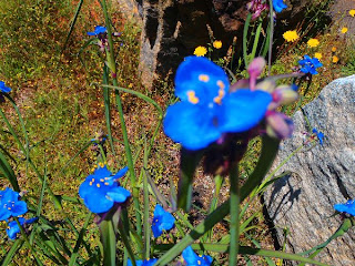 dear miss mermaid flowers at lake hartwell