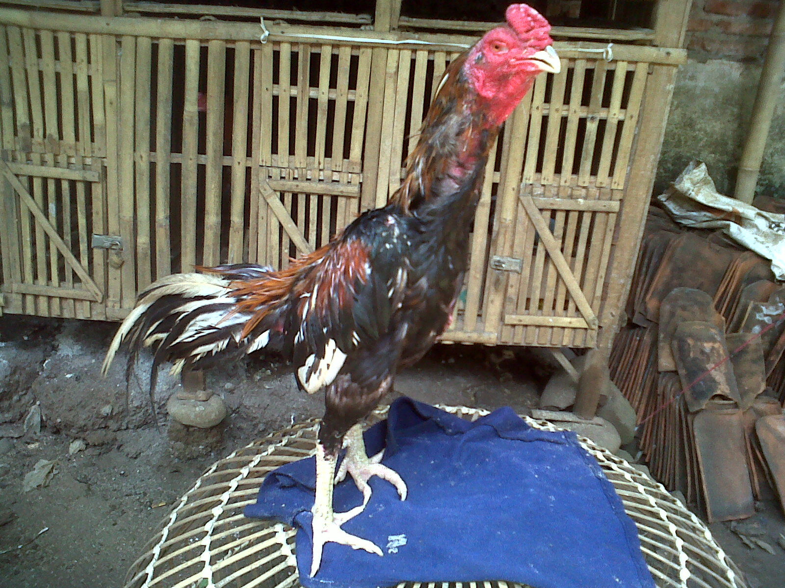 Koleksi Ayam Bangkok siap Tarung (Edisi 3)