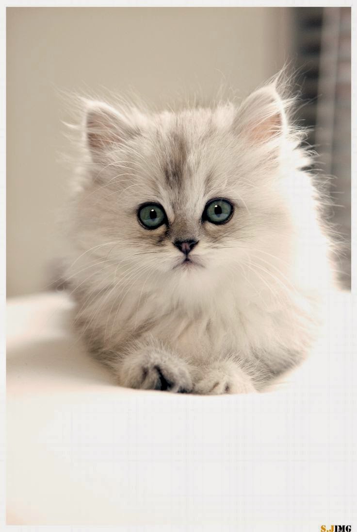 Pet S World Top 5 Cute Cat Breeds For Families