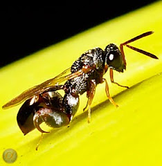 Unique bee