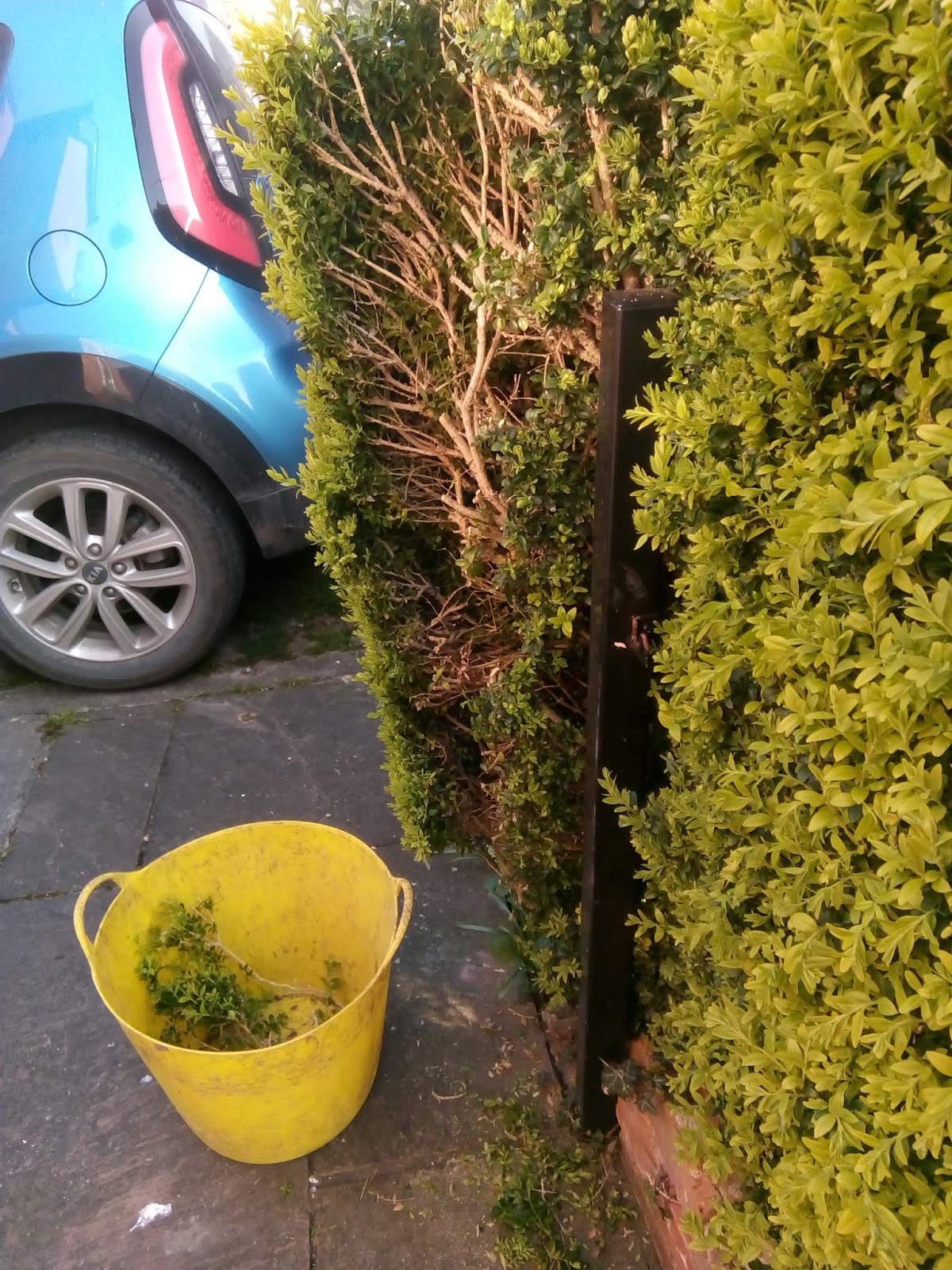 Rachel the Gardener Box hedges how to do a drastic recut