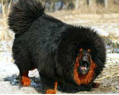 tibetan mastiff dog what is the price of tibetan mastiff dog