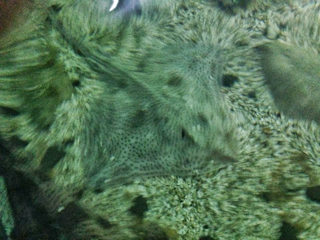 Another blurry stingray