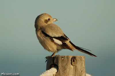 Botxí d'estepa (Lanius pallidirostris)