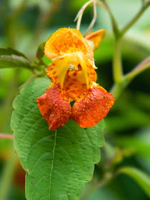  Jewelweed Impatiens capensis by garden muses-not another Toronto gardening blog