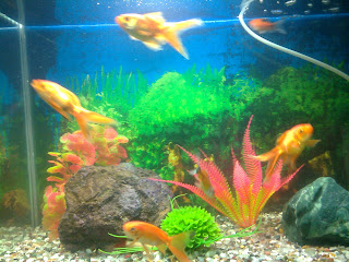 gold fish aquarium ahmedabad