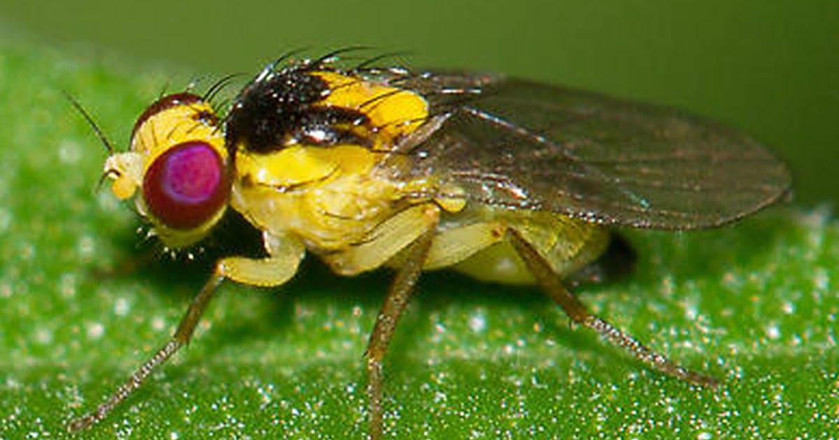 Species New to Science [Entomology • 2017] The Liriomyza (Diptera