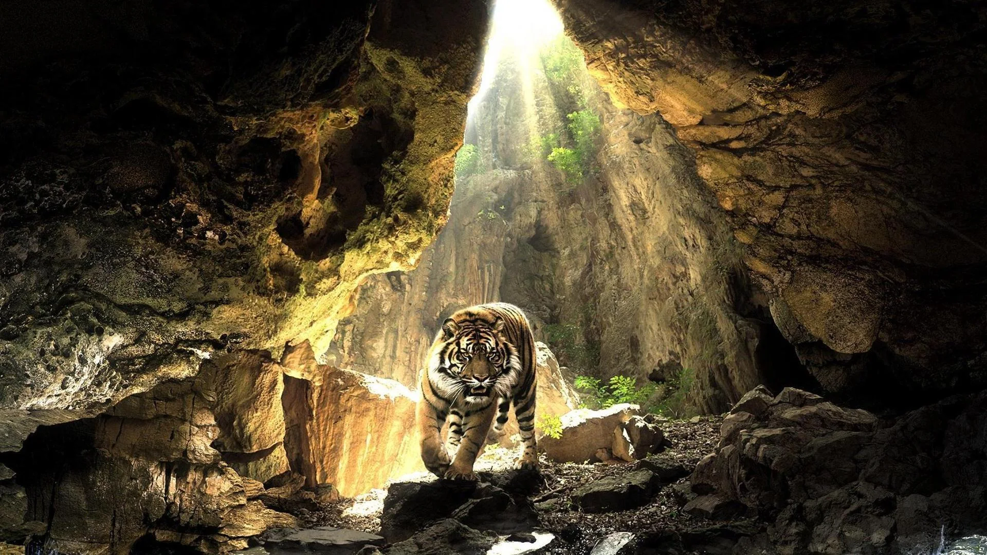 Layout#6 Cave Tiger  Full HD Desktop Wallpapers 1080p