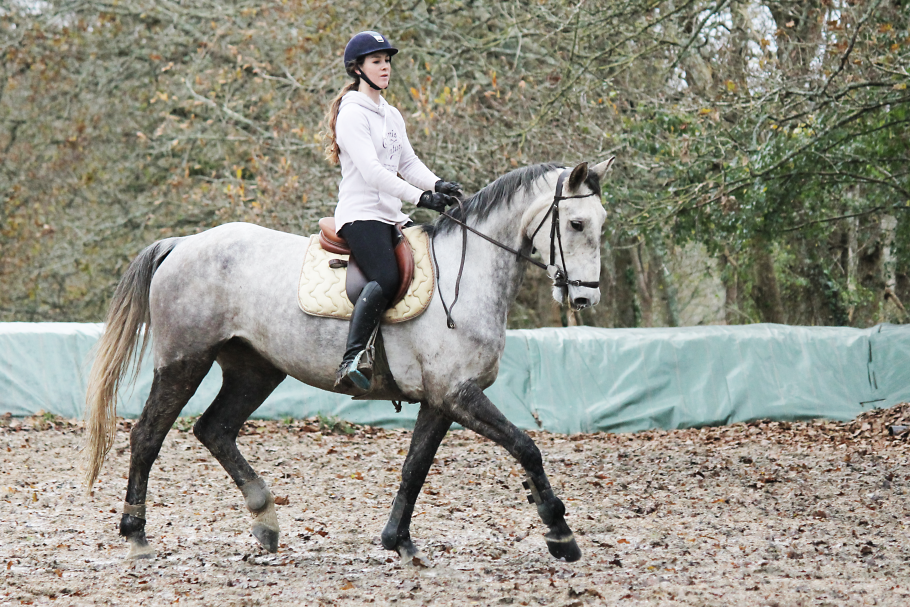 passions photographie équine passions photographie équine