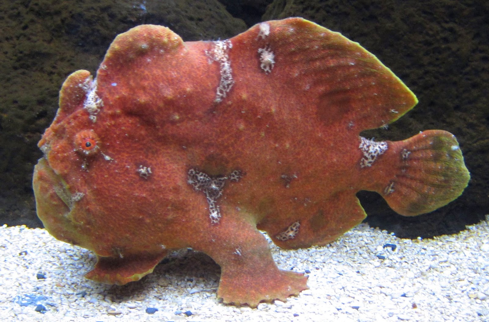 The FrogFish | Fun Animals Wiki, Videos, Pictures, Stories