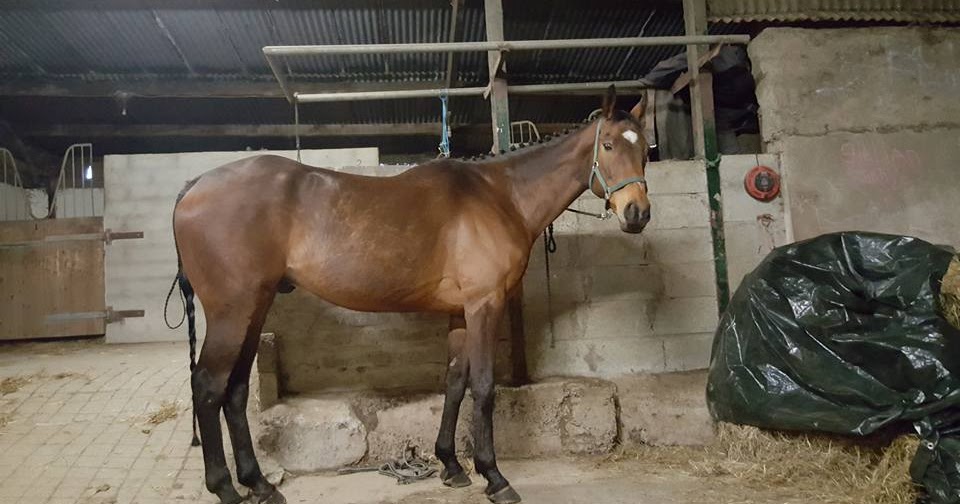 Greenway Equestrian Blog