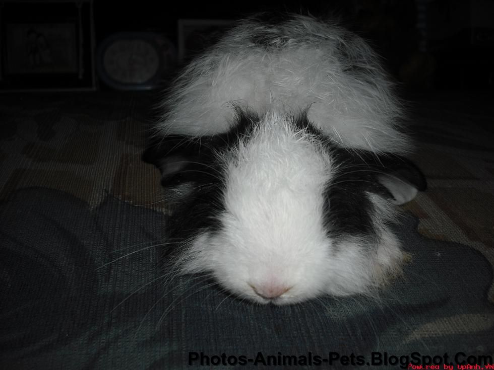 Dangerous of Wild Animals Rabbit fur ruffled