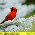 ¿Qué sucedería si las aves desaparecieran?